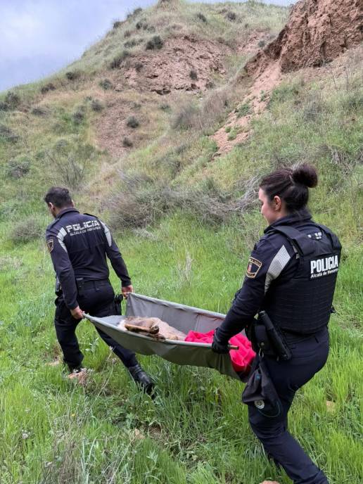 La Policía de Alcalá de Henares rescata a un corzo herido en el parque de Los Cerros