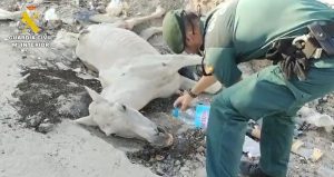Investigado por maltrato animal el dueño de un caballo abandonado en estado agónico y rodeado de basura