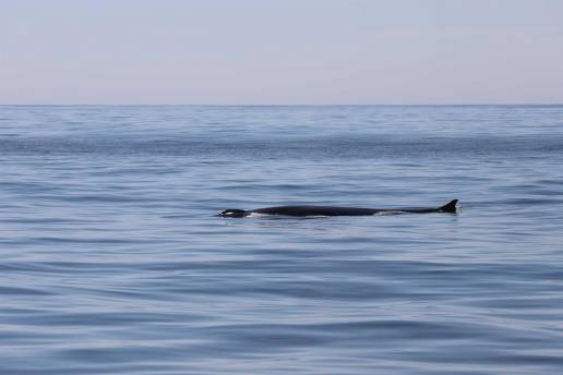 Un estudio del IEO demuestra el potencial del ADN ambiental como herramienta novedosa para monitorizar cetáceos