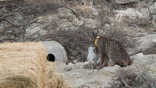 Los primeros linces ibéricos en Aragón empiezan a explorar el Valle del Ebro