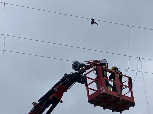 Rescatan una pardela que quedó atrapada a 22 metros de altura en un tendido eléctrico de Arucas (Gran Canaria)