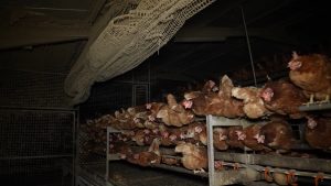 La Audiencia ordena reabrir la investigación por maltrato animal contra la macrogranja avícola de Llucmajor