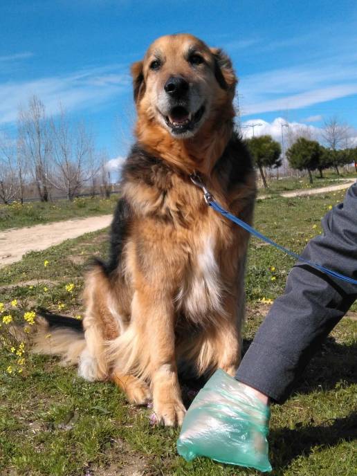 Multa de hasta 750 euros a vecinos por no recoger las heces de sus mascotas