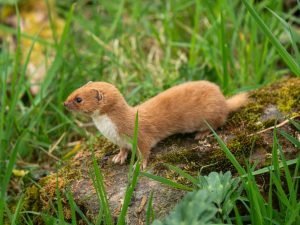 Adelantan tres millones de años el origen de la familia de las comadrejas en un estudio con participación de la UV