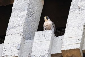 Getxo (Bizkaia) instala una caja nido en la torre de la iglesia de las Mercedes para seguir a una pareja de halcones
