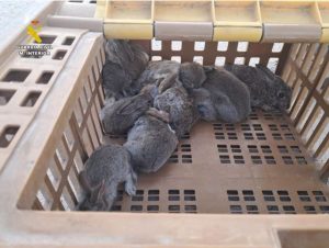 Intervenidos 12 conejos y un hurón usados para la captura ilegal de fauna en Fresno el Viejo (Valladolid)