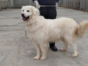 Abierta la convocatoria de ayudas para fomentar la adopción de animales de compañía en La Rioja, dotada con 20.000 euros