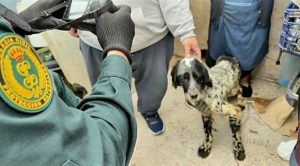  Dos investigados por maltrato animal y falsedad documental en una localidad del sur de Navarra