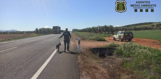 La Unidad de Medio Ambiente de Valdepeñas rescata a un galgo en la carretera con tráfico intenso