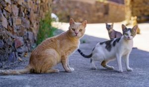 El Ayuntamiento de Llucmajor incrementará las capturas y esterilizaciones en las colonias felinas