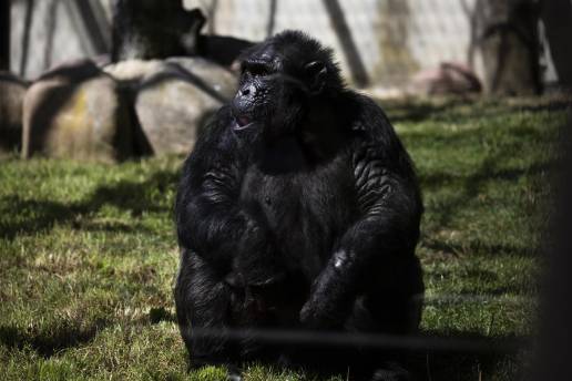 Primates, especies exóticas invasoras y animales de granja no podrán entrar en el listado de mascotas