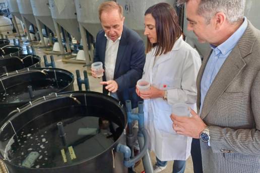 Nacen nuevos ejemplares de sepia como parte de un proyecto del IMIDA