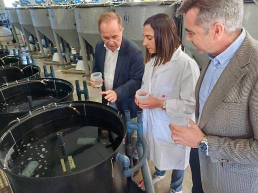 Nacen nuevos ejemplares de sepia como parte de un proyecto del IMIDA