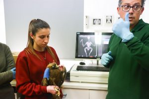 Más de 8.300 animales ingresaron en centros de recuperación de CyL en 2025, el 94% de fauna silvestre