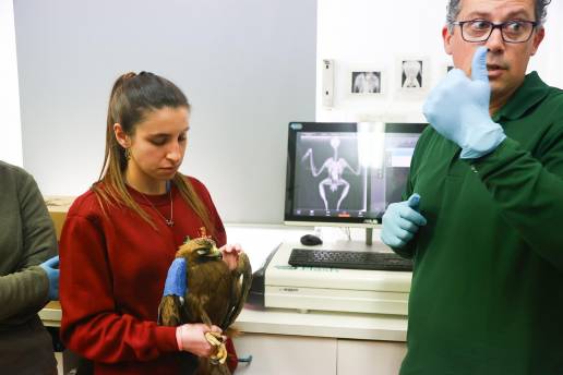 Más de 8.300 animales ingresaron en centros de recuperación de CyL en 2025, el 94% de fauna silvestre