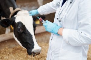 Los veterinarios de CyL piden a Sanidad su apoyo para poner en marcha la especialidad Veterinaria en Salud Pública
