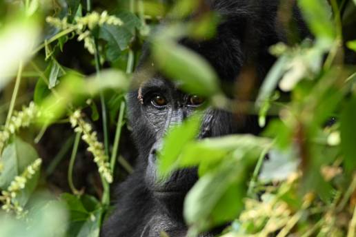 Hallan bacterias de tuberculosis humana en entornos de gorilas en libertad del Congo, según un estudio