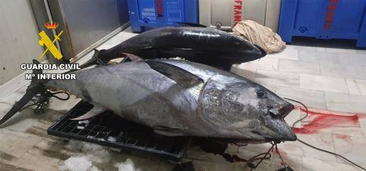 La Guardia Civil sorprende en Águilas a un pescador con dos atunes rojos capturados de forma ilícita