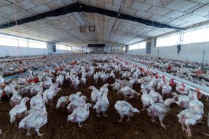 El Gobierno pide "mantener la guardia" en la gripe aviar tras levantar el confinamiento de aves en granjas