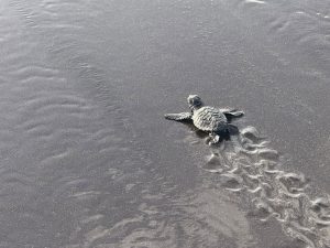 Tenerife y Gran Canaria impulsan una red transnacional de recuperación de fauna silvestre con seis países africanos