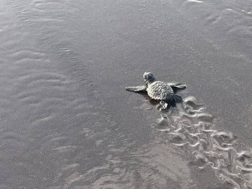 Tenerife y Gran Canaria impulsan una red transnacional de recuperación de fauna silvestre con seis países africanos