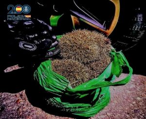 Detenidas cuatro personas en Ciudad Real por cazar ilegalmente a una decena de erizos causándoles lesiones