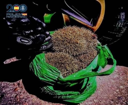 Detenidas cuatro personas en Ciudad Real por cazar ilegalmente a una decena de erizos causándoles lesiones