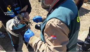  Investigado un vecino de Valladolid por tener 16 gallos con mutilaciones en crestas y barbillas