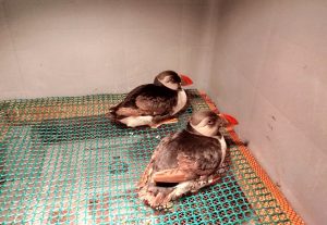 El Centro de Recuperación de Fauna Silvestre de Sobrescobio atendió a 318 animales en 2025