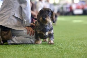 Jugar con tu perro crea un vínculo más fuerte