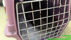 Abandonan un gato en el mostrador de una sede de Medio Ambiente en Sanxenxo (Pontevedra)