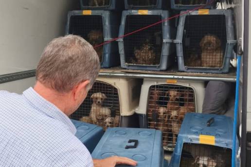 Más de 300 perros evacuados por la Guardia Civil de un criadero de Gijón, repartidos entre Asturias y Madrid