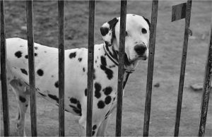 Santander y ASPROAN promoverán la tenencia responsable de animales y la prevención del abandono
