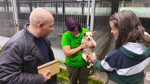 El Centro de Protección Animal de Gijón, saturado de llamadas, avisa que los perros del criadero no están en adopción