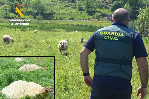 Once investigados por sacrificar ovejas con sufrimiento y sin control sanitario en Marina de Cudeyo