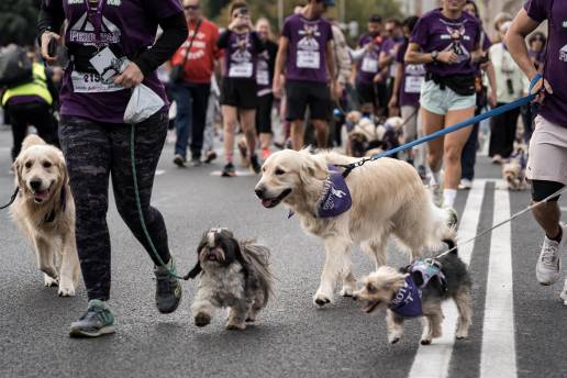 El PSOE pide diseñar con expertos, ONG y CCAA un plan de actuación para educar en bienestar animal en colegios