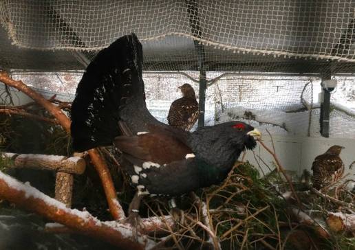 Centro de urogallo de Valsemana logra que sobrevivan 76 pollos la temporada pasada, el 84,4% de los huevos eclosionados