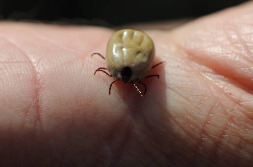 Vestir con ropa clara, cubrir el cuerpo y caminar por senderos, recomendaciones frente a las picaduras de garrapata