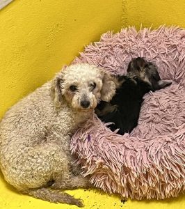 La protectora de animales organiza una respuesta conjunta ante la actividad del criadero de Las Almenas en Gijón