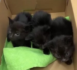 Rescatan a tres crías de gato abandonadas junto a unos contenedores de basura en Sant Josep