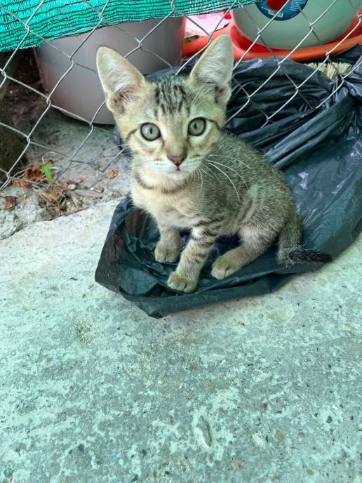 Pacma Eivissa dice que el abandono de crías de gato evidencia 