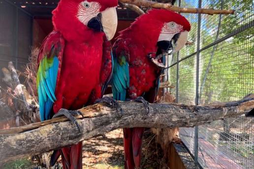 Seis ejemplares de guacamayo rojo llegan a Toledo para iniciar su rehabilitación en el centro CITES de Fieb Foundation
