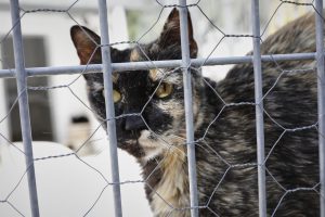 La Eurocámara adopta la primera ley de bienestar para perros y gatos con límites a la cría y microchip obligatorio