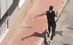 Detenido un hombre tras presuntamente matar a golpes a un gato de su expareja en Torrevieja