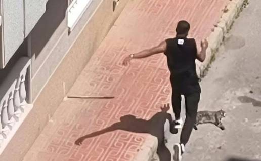 Detenido un hombre tras presuntamente matar a golpes a un gato de su expareja en Torrevieja