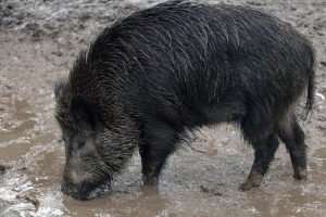 Detectados 13 nuevos casos de peste porcina africana en Cataluña, todos en la zona de alto riesgo
