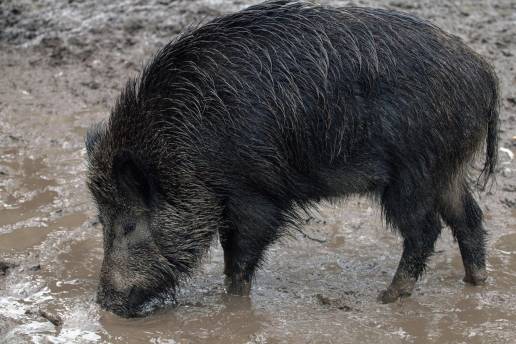 Detectados 13 nuevos casos de peste porcina africana en Cataluña, todos en la zona de alto riesgo