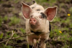 El Colegio de Veterinarios de Cádiz aborda en Canal Sur Radio la Peste Porcina Africana y los principales retos de las zoonosis