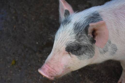 El momento gestacional y la plataforma vacunal moldean la inmunidad neutralizante derivada de la madre y la detección de ARN de vacuna en lechones tras la vacunación materna con la cepa C o FlagT4G contra la peste porcina clásica