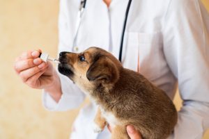La AEMPS informa sobre las condiciones de prescripción y uso de los medicamentos veterinarios